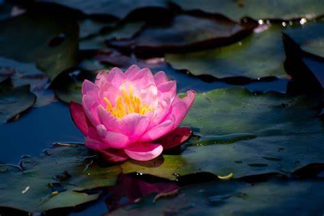 Lotus (Nelumbo nucifera)